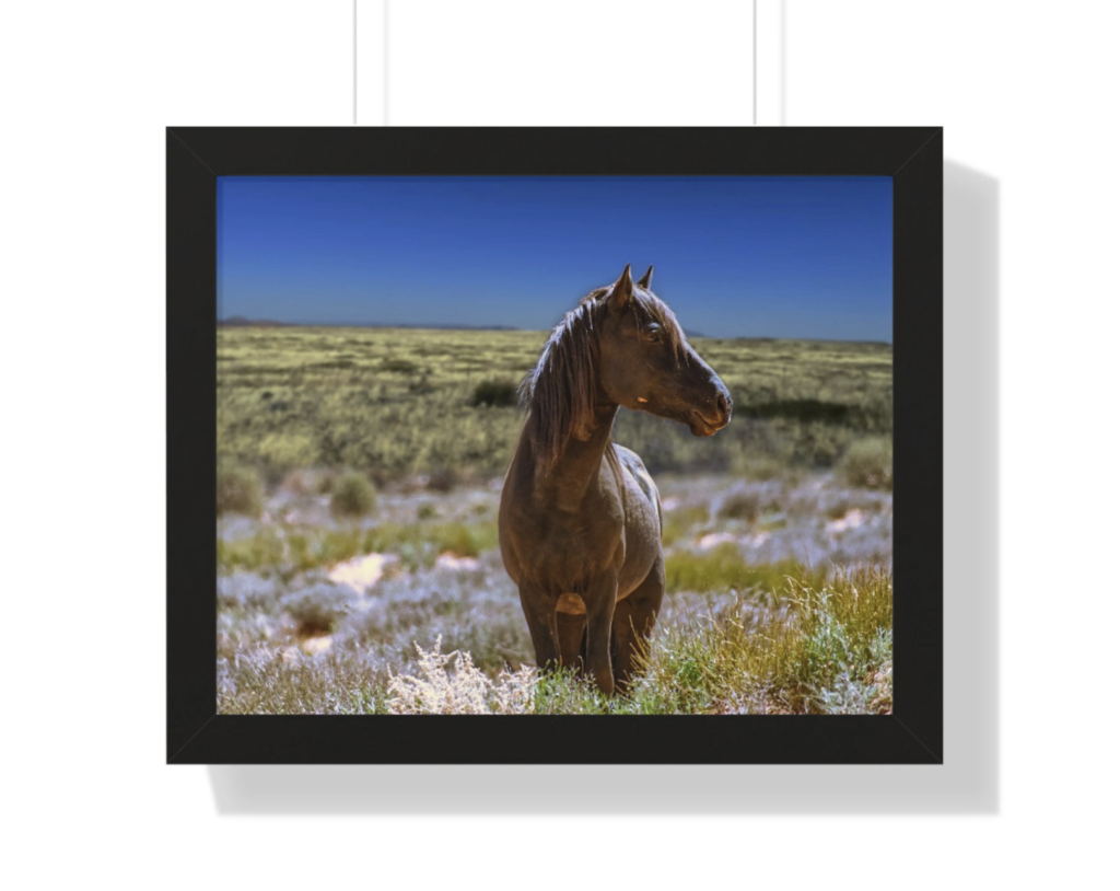 A strong looking brown horse stands in a green dried looking grassy meadow with a bright blue sky. 
